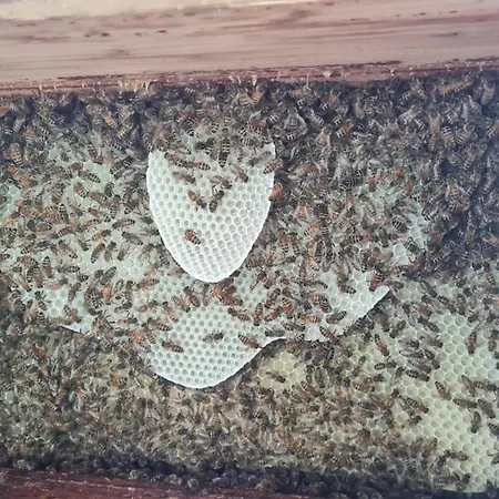 Blockhaus An Der Dahme , Сasa de vacaciones Halbe